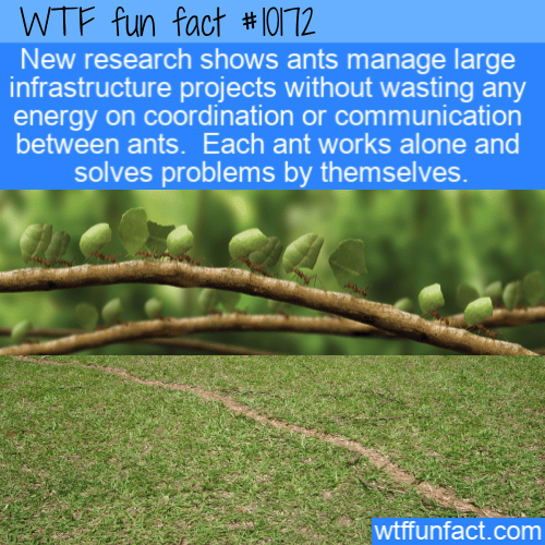 WTF Fun Fact - Ant Infrastructure PRojects