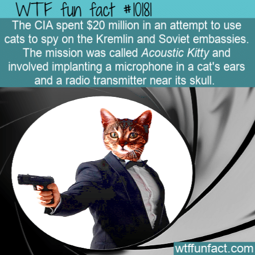 WTF Fun Fact - CIA Spy Cat