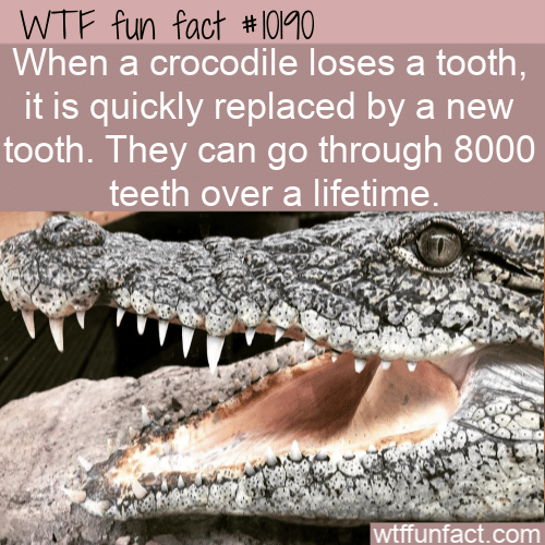 WTF Fun Fact - Crocodile Replaces Quickly