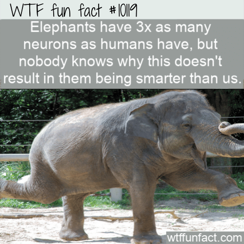 WTF Fun Fact - Elephant Neurons