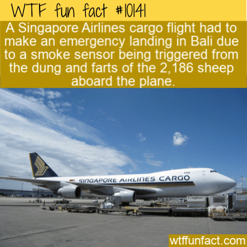 WTF Fun Fact - Emergency Landing For Sheep Farts