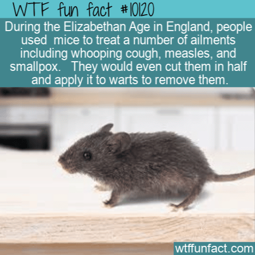 WTF Fun Fact - Engand Mouse Treatments