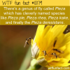 WTF Fun Fact – Pieza Fly Names