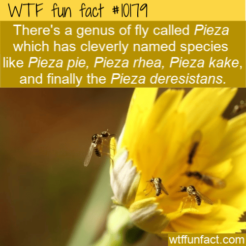 WTF Fun Fact - Pieza / Piece Of