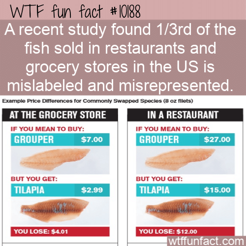 WTF Fun Fact - The Wrong Fish