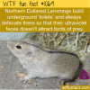 WTF Fun Fact – Lemming Feces Glows