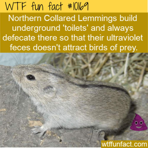 WTF-Fun-Fact-Where-Do-Lemmings-Poop.png