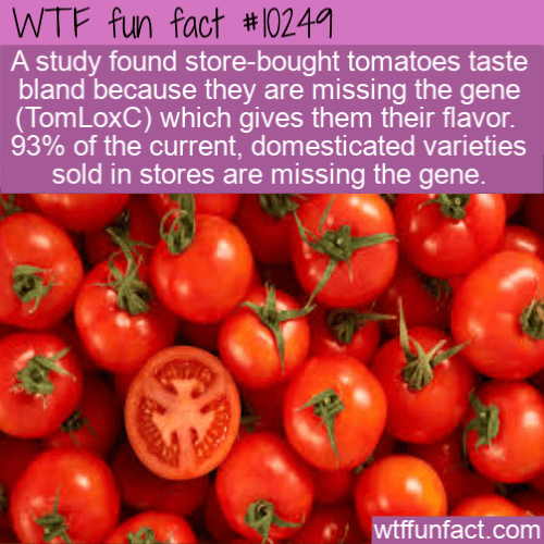 WTF Fun Fact - Bland Tomatoes