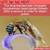WTF Fun Fact – Head Banging Bee