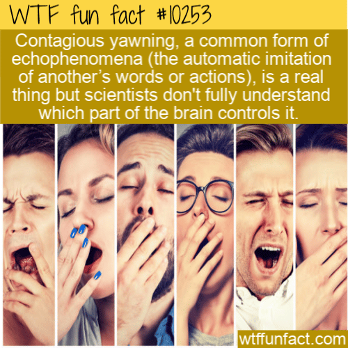 WTF Fun Fact - Contagious Yawning