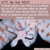 WTF Fun Fact – Dead Geckos Still Stick