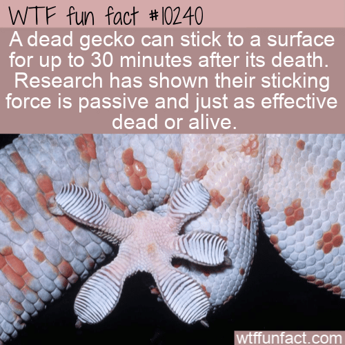 WTF Fun Fact - Dead Gecko Adhesion
