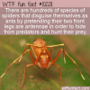 WTF Fun Fact – Disguised Spiders