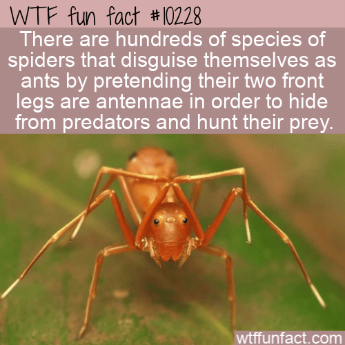 WTF Fun Fact - Disguised Spiders