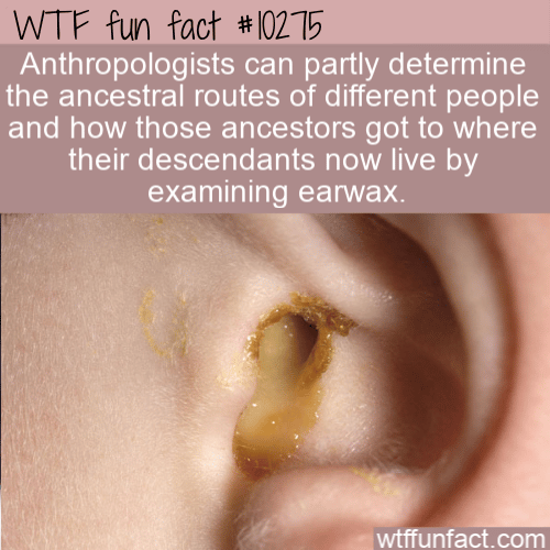 WTF Fun Fact - Earwax Human MIgration