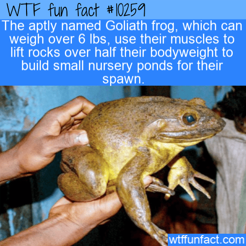 WTF Fun Fact - Goliath Frogs Make Ponds