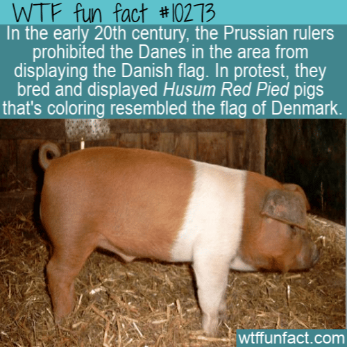 WTF Fun Fact - Husum Red Pied Danish Protest Pig