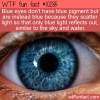 WTF Fun Fact – Blue Eyes