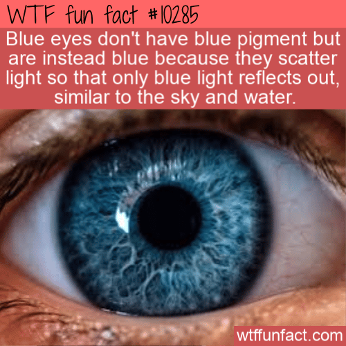 WTF Fun Fact - Blue Eyes