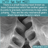 WTF Fun Fact – Natural Mechanical Gears