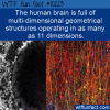 WTF Fun Fact – The Human Brain