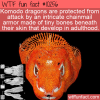 WTF Fun Fact – Komodo Dragon Bony Armor