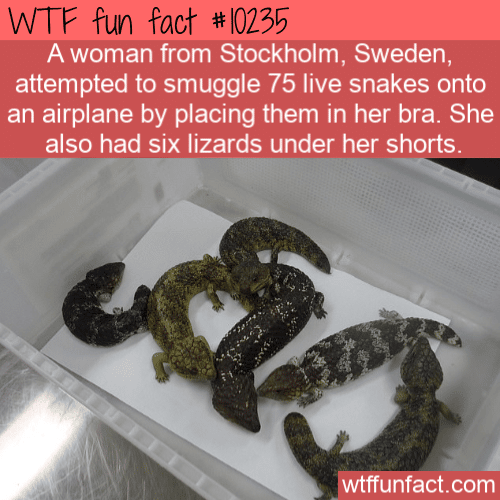 WTF Fun Fact - Smuggle Live Snakes