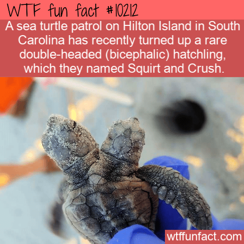 WTF Fun Fact - Two Headed Turtle