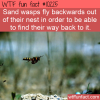 WTF Fun Fact – Backwards Flying Wasps