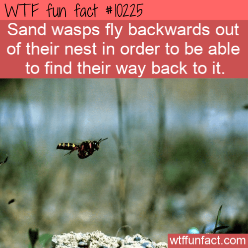 WTF Fun Fact - Wasps FLying Backwards