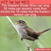 WTF Fun Fact – Singing Winter Wren