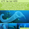 WTF Fun Fact – Unicorn Of The Sea