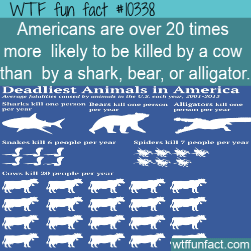 WTF Fun Fact - Americans Killed By Cows