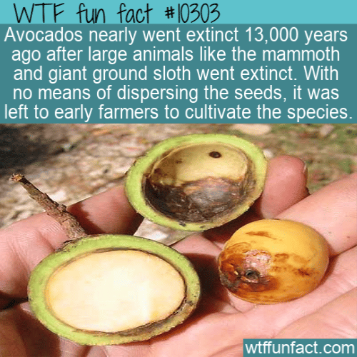 WTF Fun Fact - Avocado Extinction