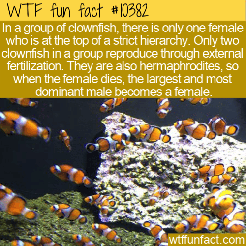 WTF Fun Fact - Clownfish Single Female