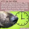 WTF Fun Fact – Dogs Smell Time