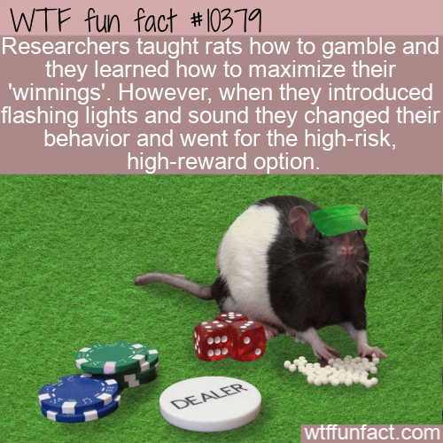 WTF Fun Fact - Gambling Rats