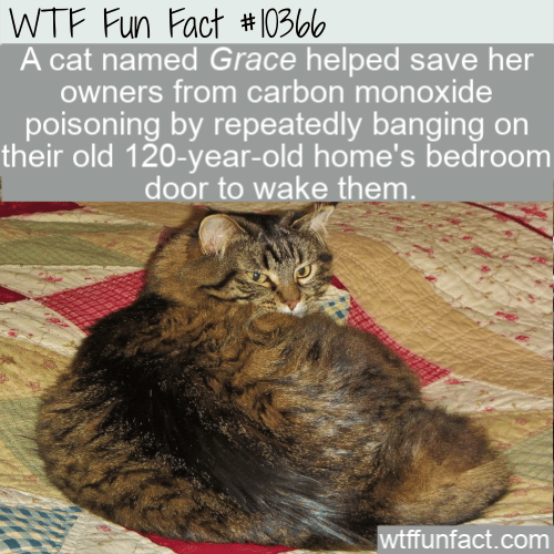 WTF Fun Fact - Grace Hero Cat