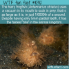 WTF Fun Fact – Hairy Frogfish