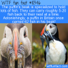 WTF Fun Fact – Puffin’s Beaks Carry Lots Of Fish
