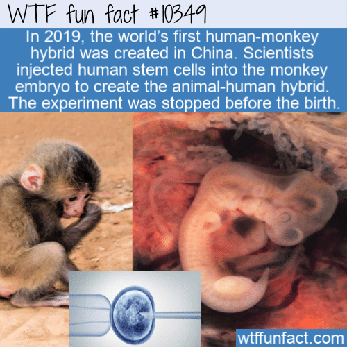 WTF Fun Fact - Monkey-Human