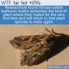 WTF Fun Fact – African Cotton Leafworm Moth’s Remember