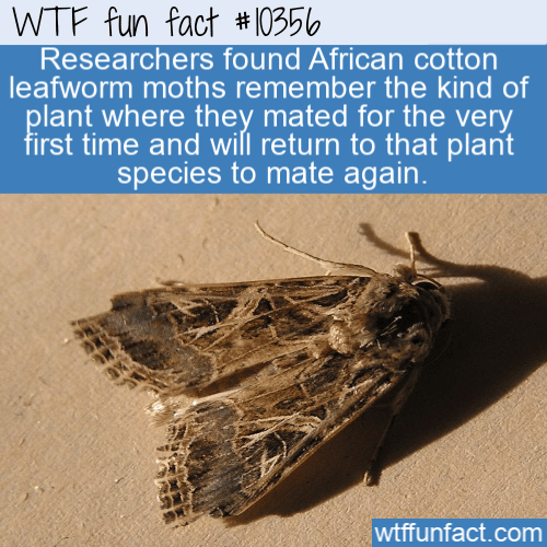 WTF Fun Fact - Moths Memory Of Mating