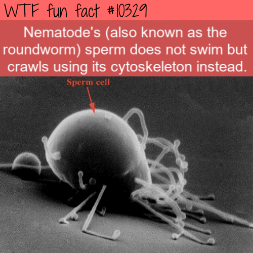 WTF Fun Fact - Nematode Sperm