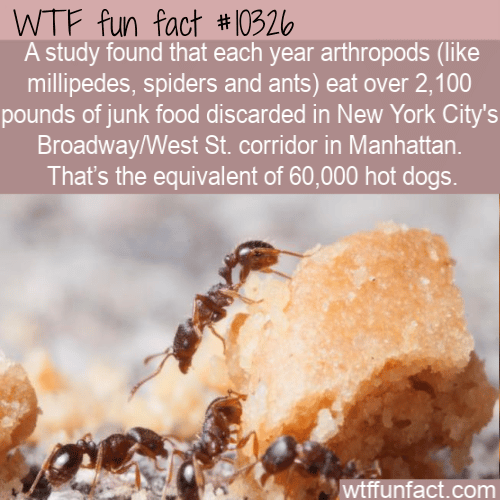 WTF Fun Fact - New York City Bugs Eat