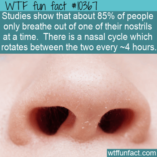 WTF Fun Fact - One Nostril Only