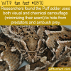 WTF Fun Fact – Chemical Crypsis