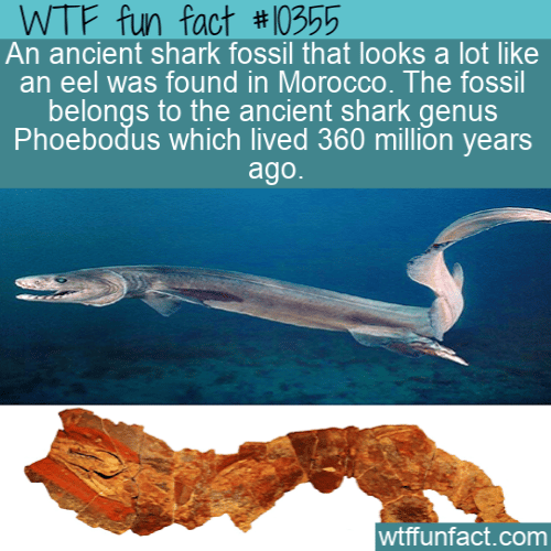 WTF Fun Fact - Shark Like Eel