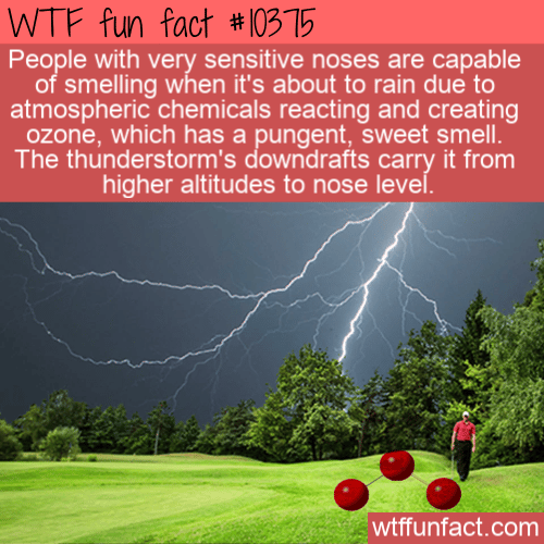 WTF Fun Fact 12821 - Lemmings Don't Commit Mass Suicide