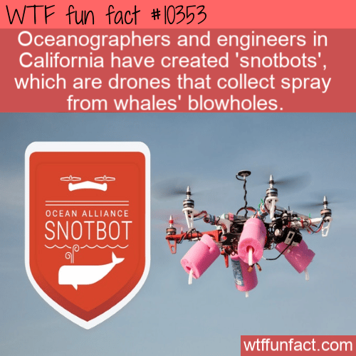 WTF Fun Fact - Snot Bot Blowholes